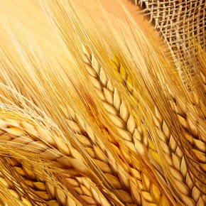 Software Development